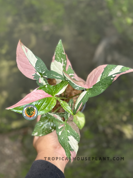 Syngonium Red Spot Pink on Pink with vibrant pink leaves and red spots.