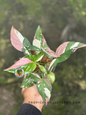 Syngonium Red Spot Pink on Pink with vibrant pink leaves and red spots.