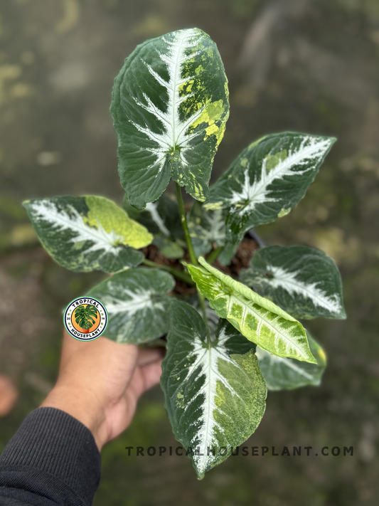 Syngonium Scrambled Eggs with yellow and green variegated arrow-shaped leaves.