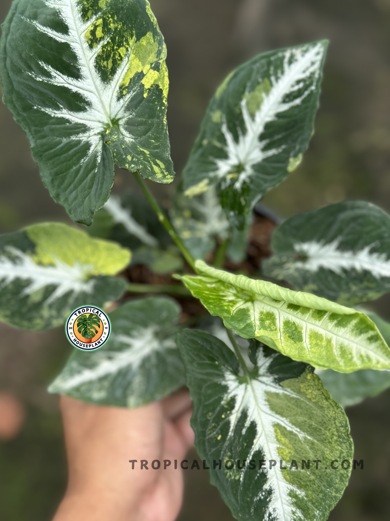 Healthy Syngonium Scrambled Eggs plant displaying its striking variegated leaves.