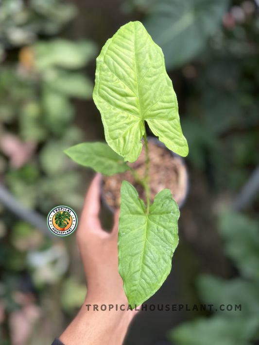 Syngonium Steyermarkii with large, deep green to light green leaves and intricate veining.