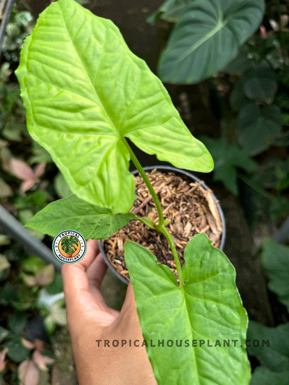 Close-up of Syngonium Steyermarkii showcasing its unique leaf color and texture.