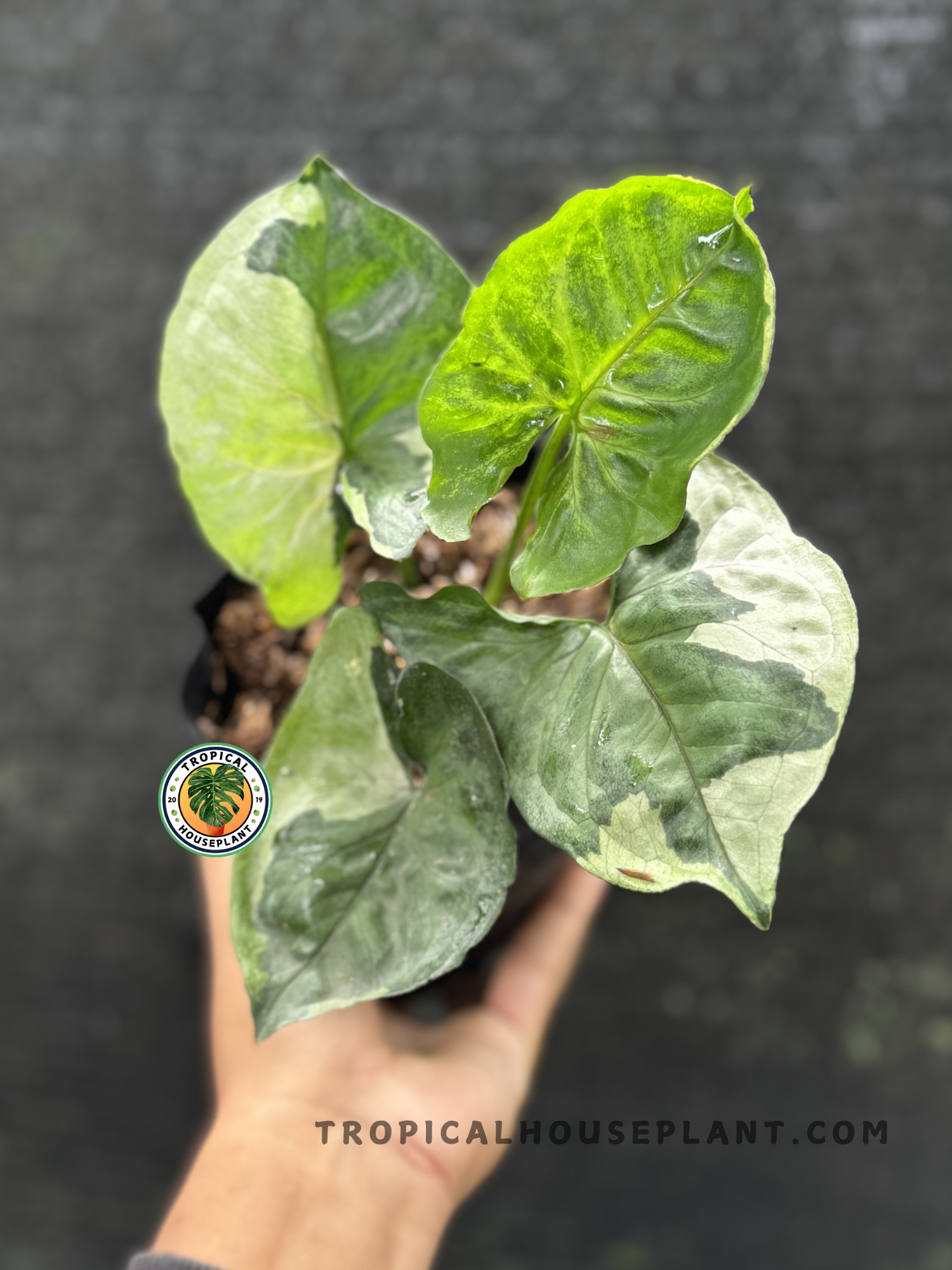 Syngonium T24 Round Form with rounded, glossy green leaves.