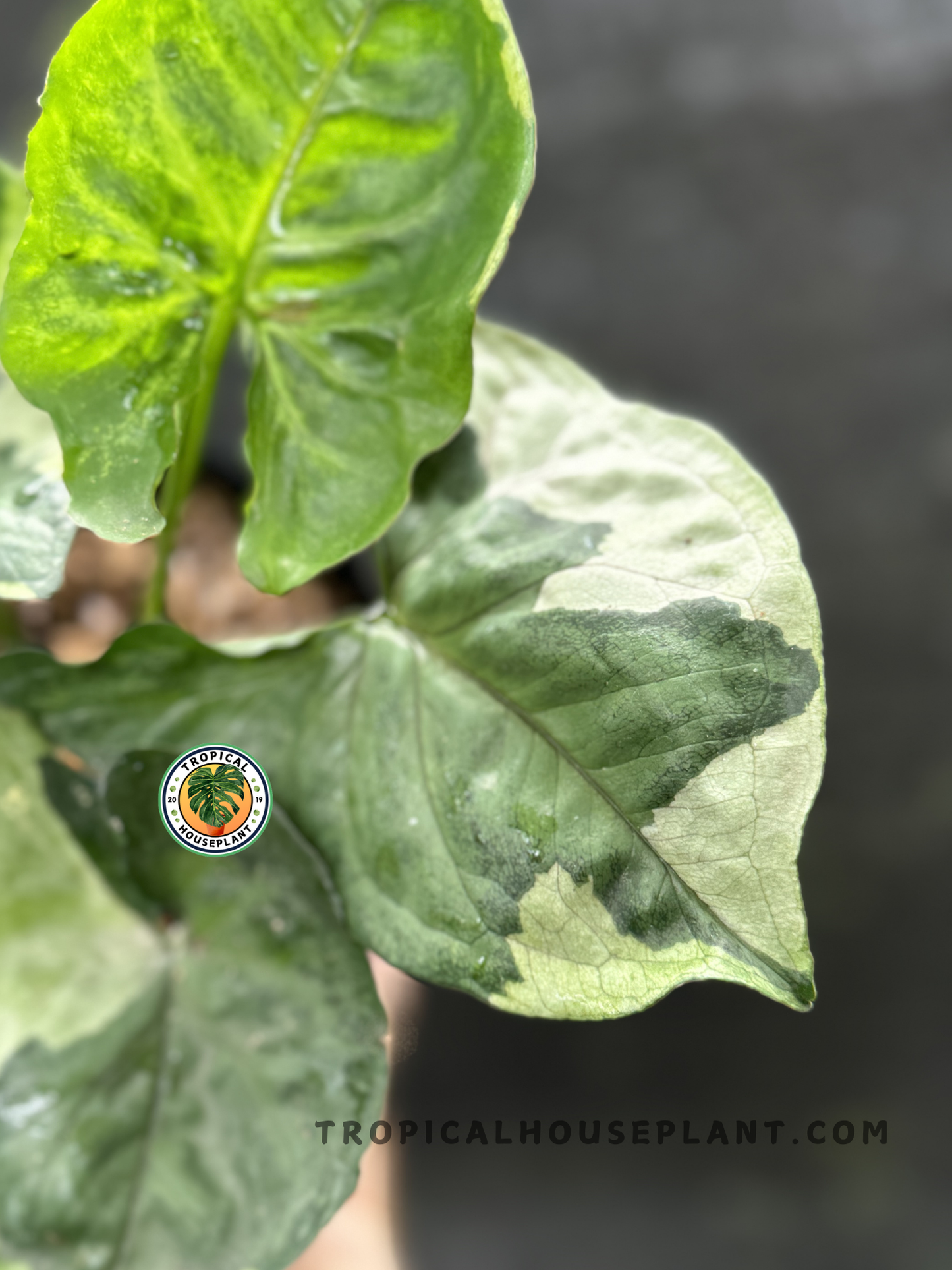 Close-up of Syngonium T24 Round Form showcasing its smooth, vibrant green foliage.