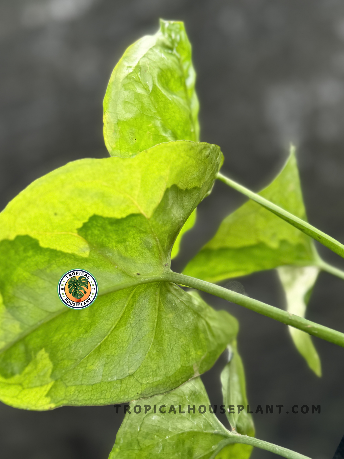 Healthy Syngonium T24 Round Form plant displaying its rounded, glossy leaves.