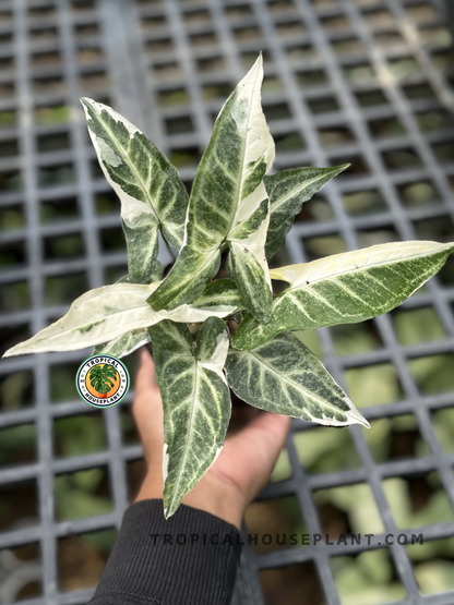 Syngonium T25 with long, deep green, white variegation, arrow-shaped leaves.