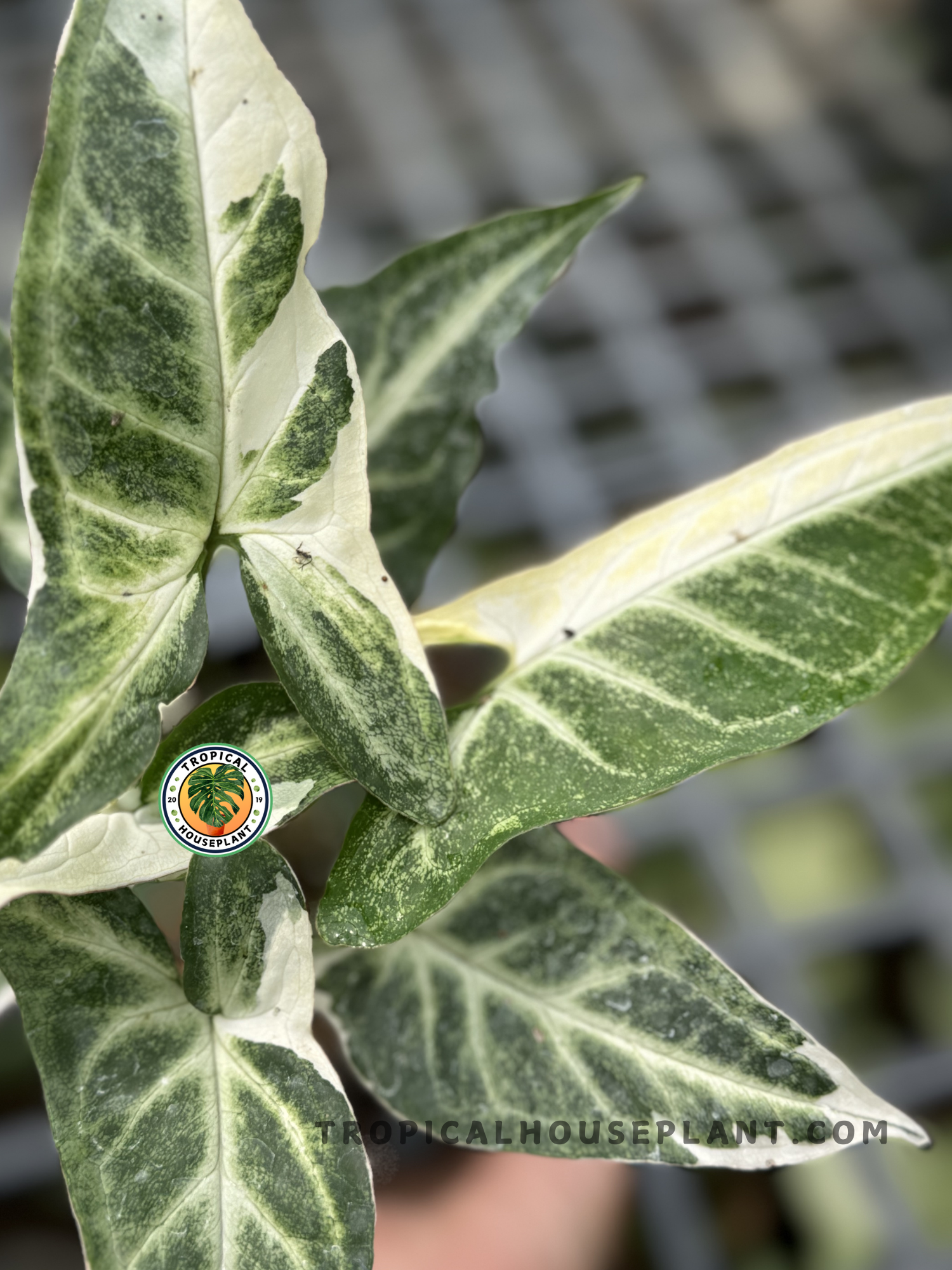 Close-up of Syngonium T25 showcasing its elegant foliage and unique shape.