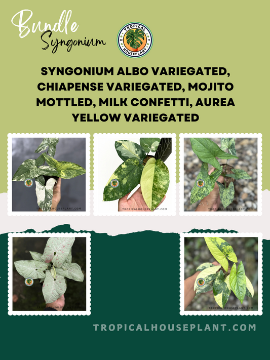 A premium Syngonium bundle featuring five striking varieties: Albo Variegated with crisp white splashes, Chiapense Variegated with soft green tones, Mojito Mottled with speckled marbling, Milk Confetti with delicate pink flecks, and Aurea Yellow Variegated with bold golden hues, set against a stylish botanical-themed background.