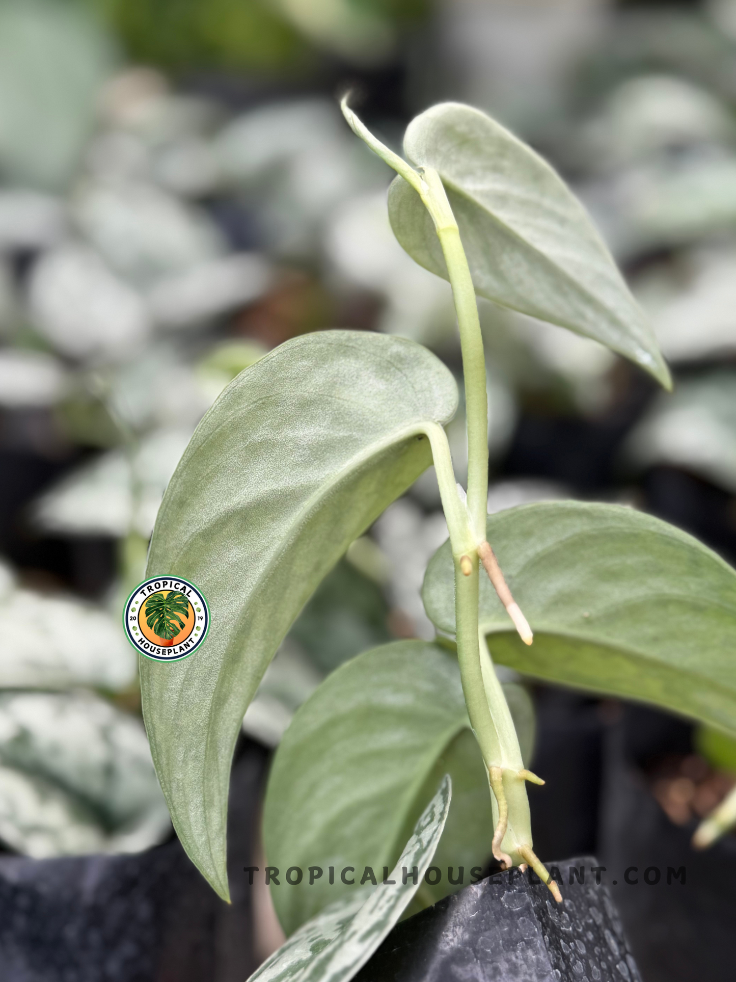 Side view of an individual Silver Lady vine with velvety matte foliage and silver glaze.
