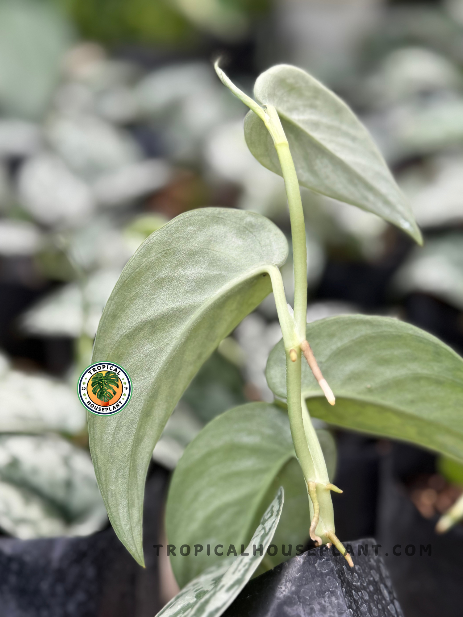 Side view of an individual Silver Lady vine with velvety matte foliage and silver glaze.