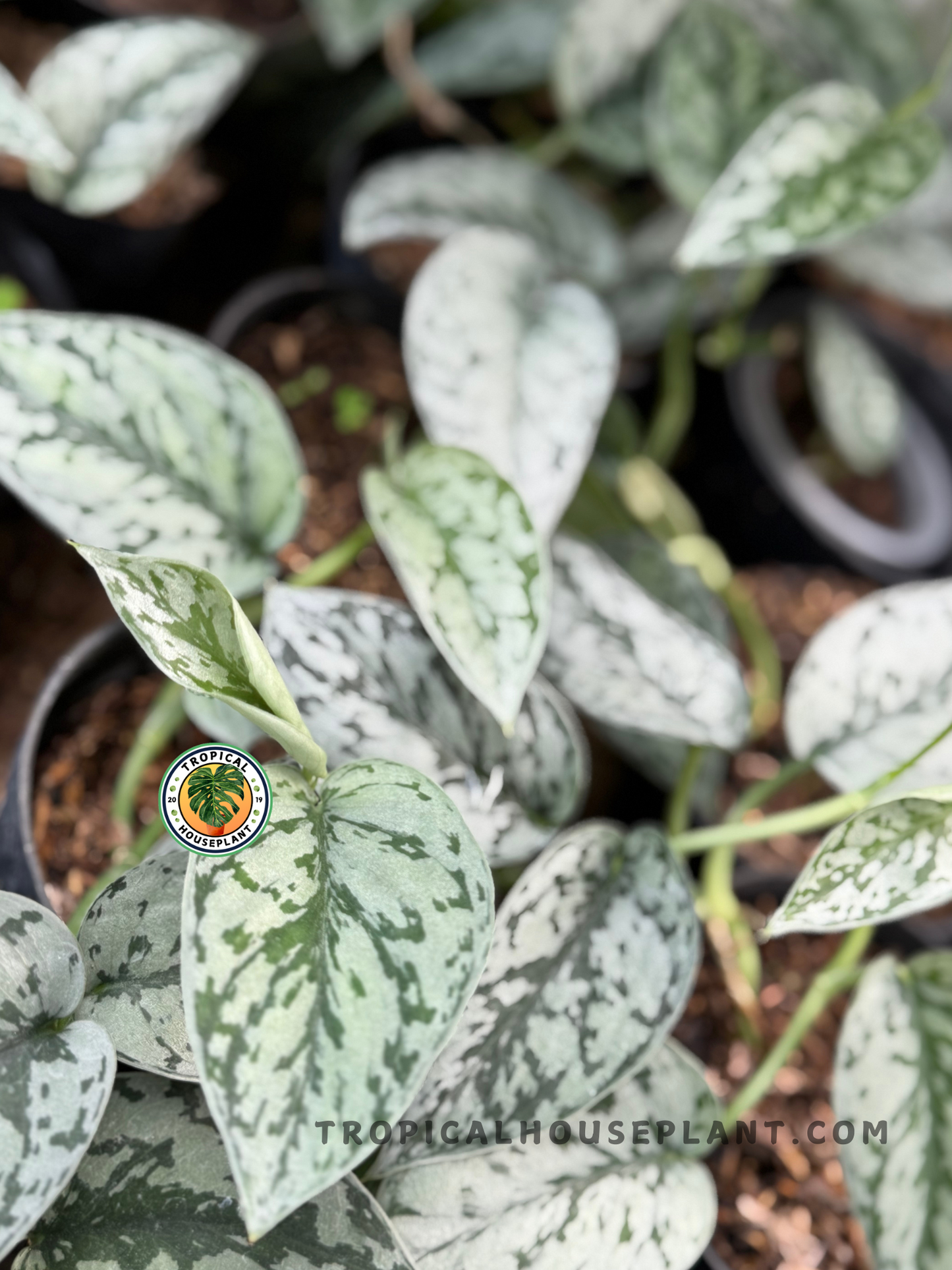 Cluster of Scindapsus Silver Lady vines in nursery grow bags with uniform leaf patterns.