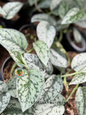 Cluster of Scindapsus Silver Lady vines in nursery grow bags with uniform leaf patterns.