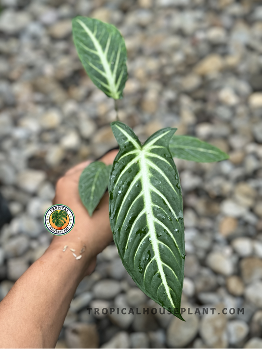 Xanthosoma Lindenii with large, heart-shaped green leaves and striking white veins.