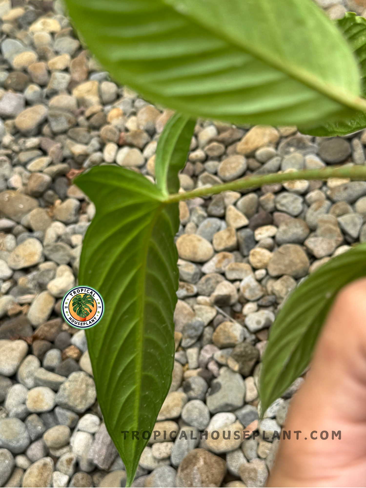 xanthosoma house plant Xanthosoma Lindenii Default Title