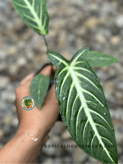 Close-up of Xanthosoma Lindenii foliage showing intricate vein patterns.