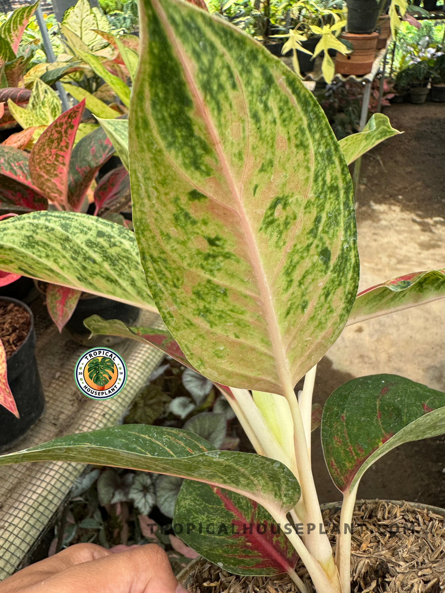 aglaonema red soil Aglaonema Red Krakatau – Tropical Houseplant