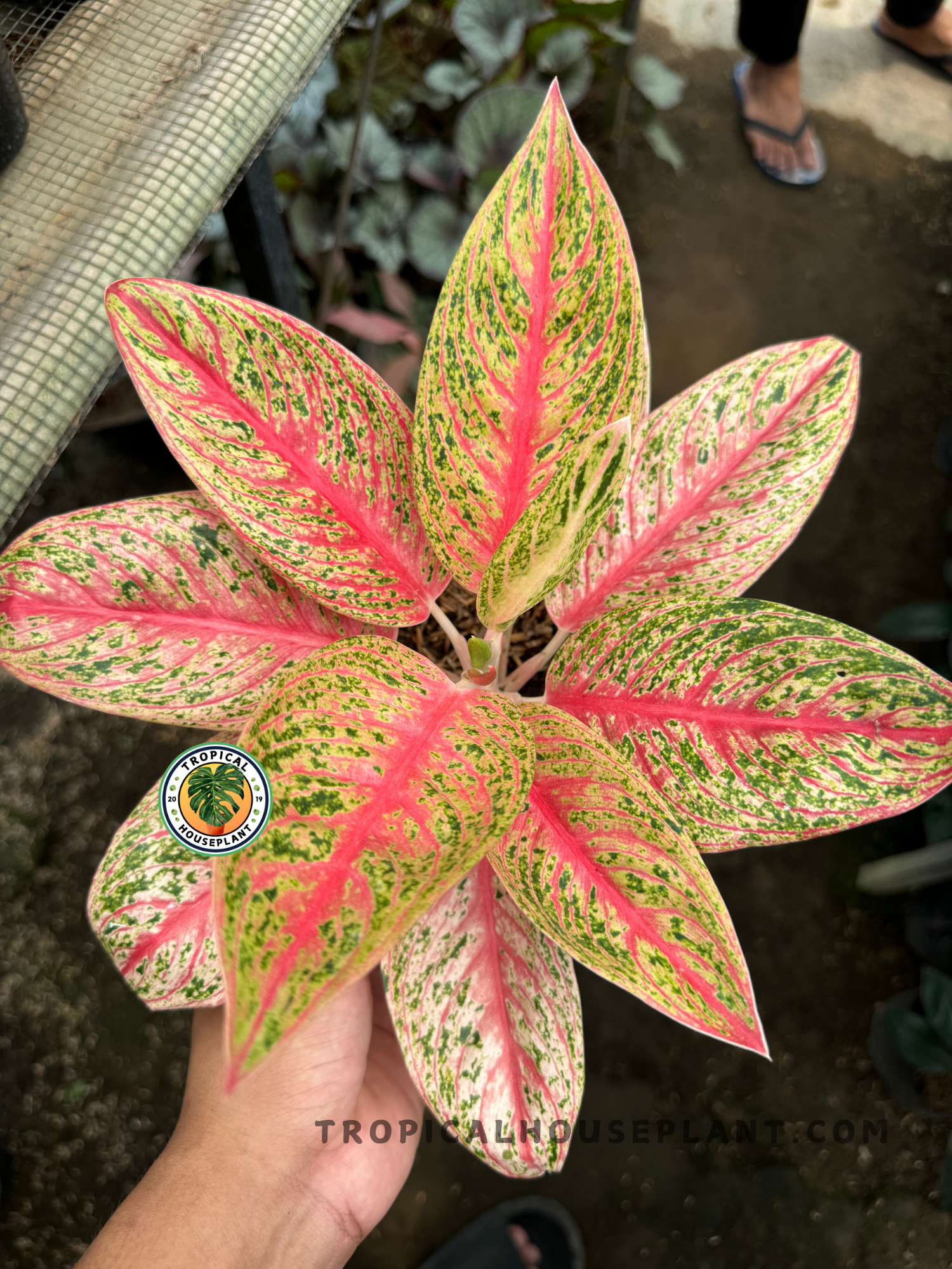 aglaonema georgi's ruby Aglaonema Red Legacy – Tropical Houseplant