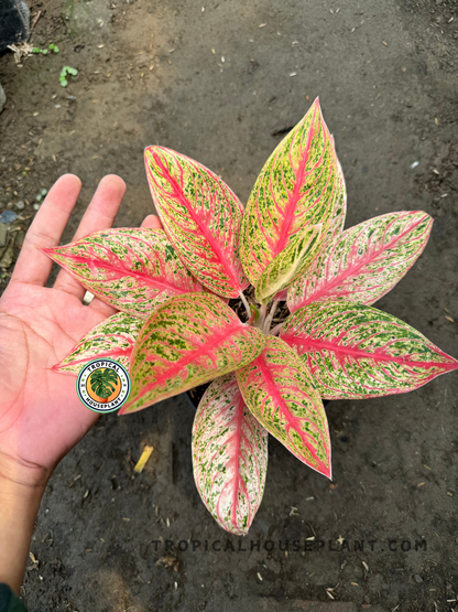 aglaonema black legacy Aglaonema Red Legacy