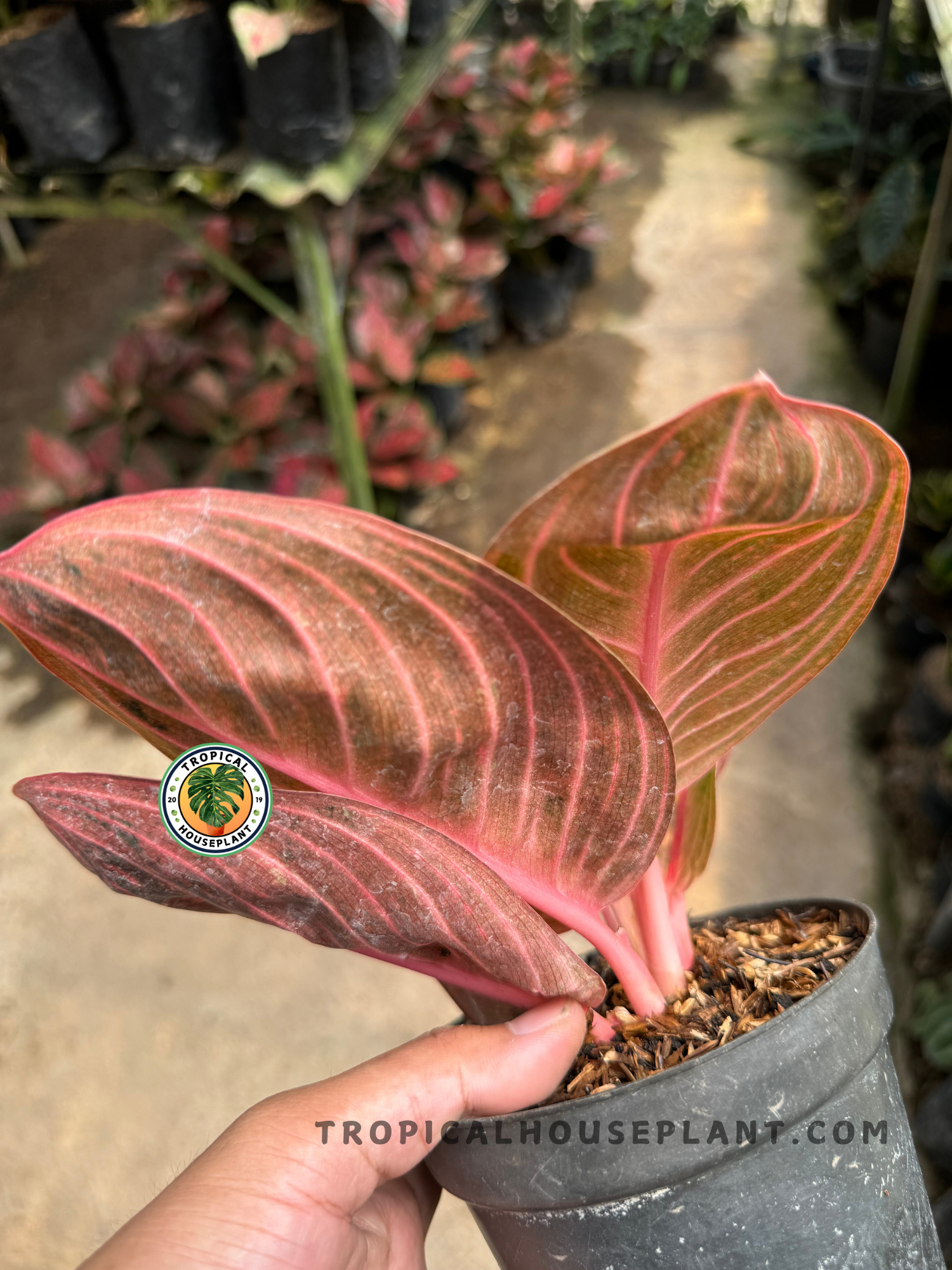 aglaonema hybrid & 39 Aglaonema Rinjani – Tropical Houseplant