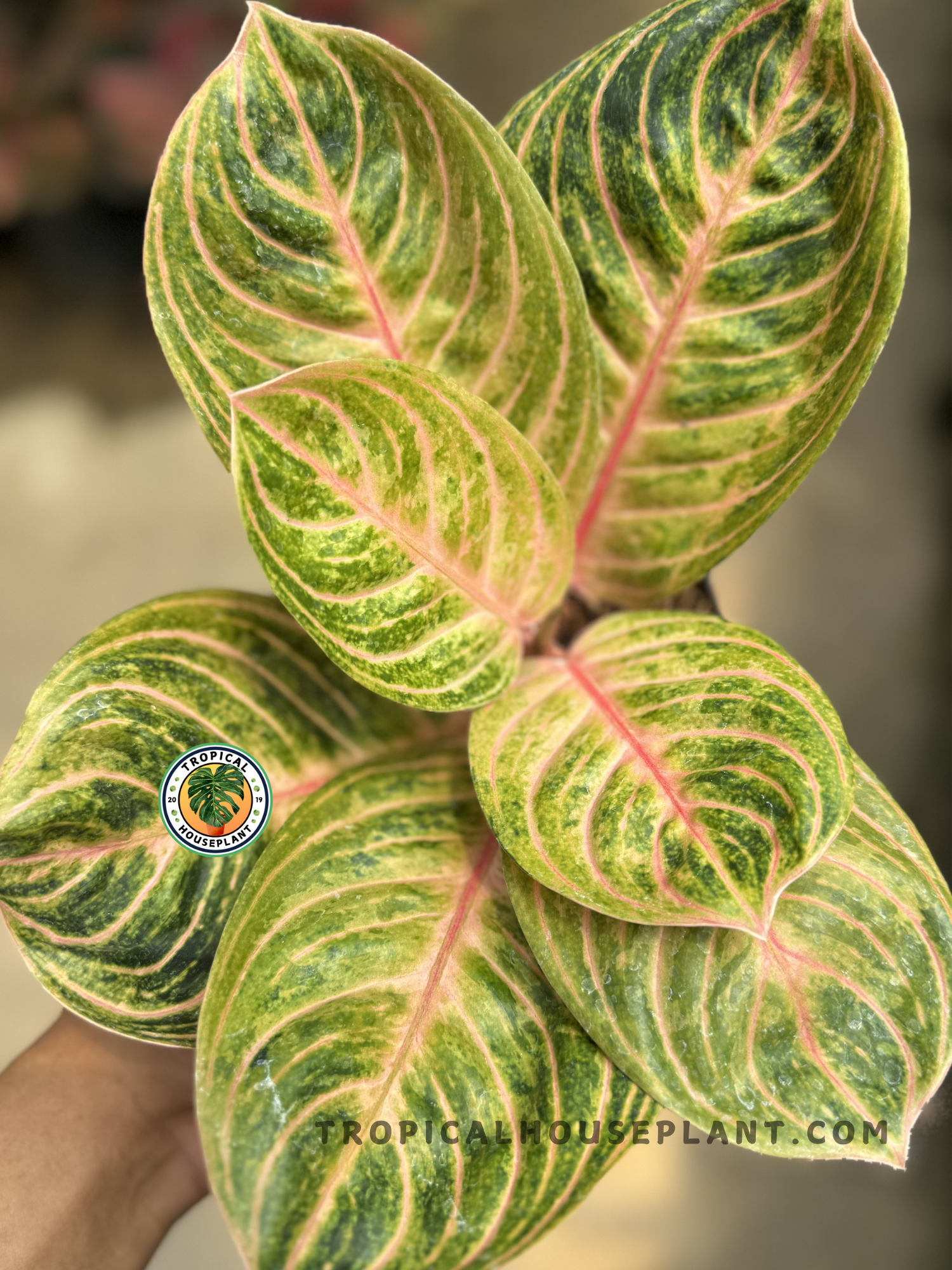 aglaonema unymanee Aglaonema Rinjani – Tropical Houseplant