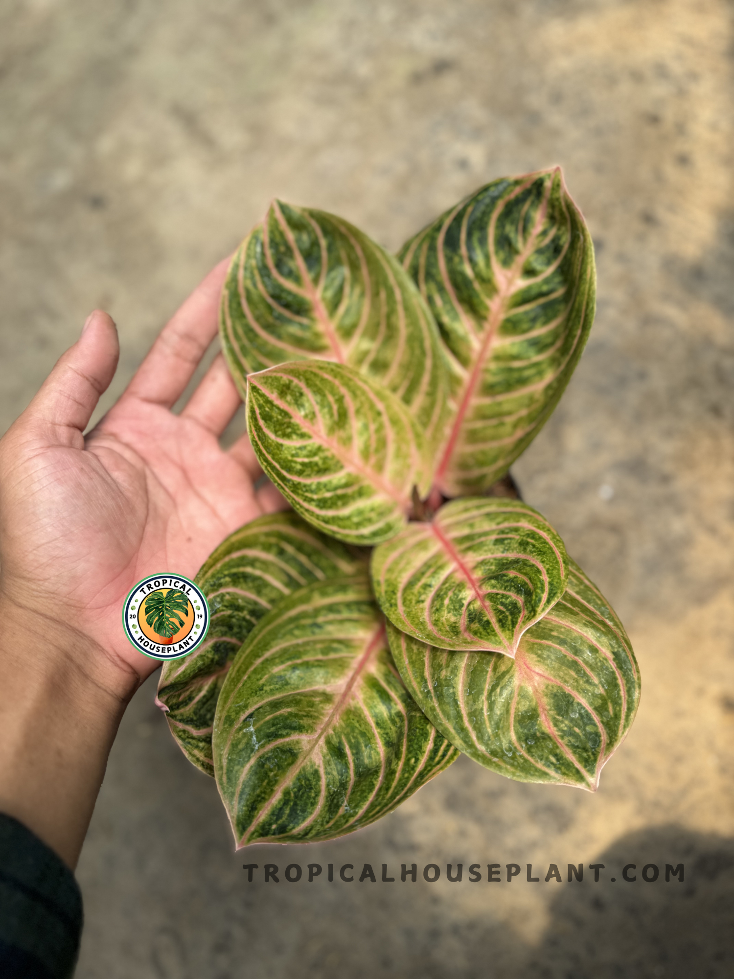 aglaonema unymanee Aglaonema Rinjani – Tropical Houseplant