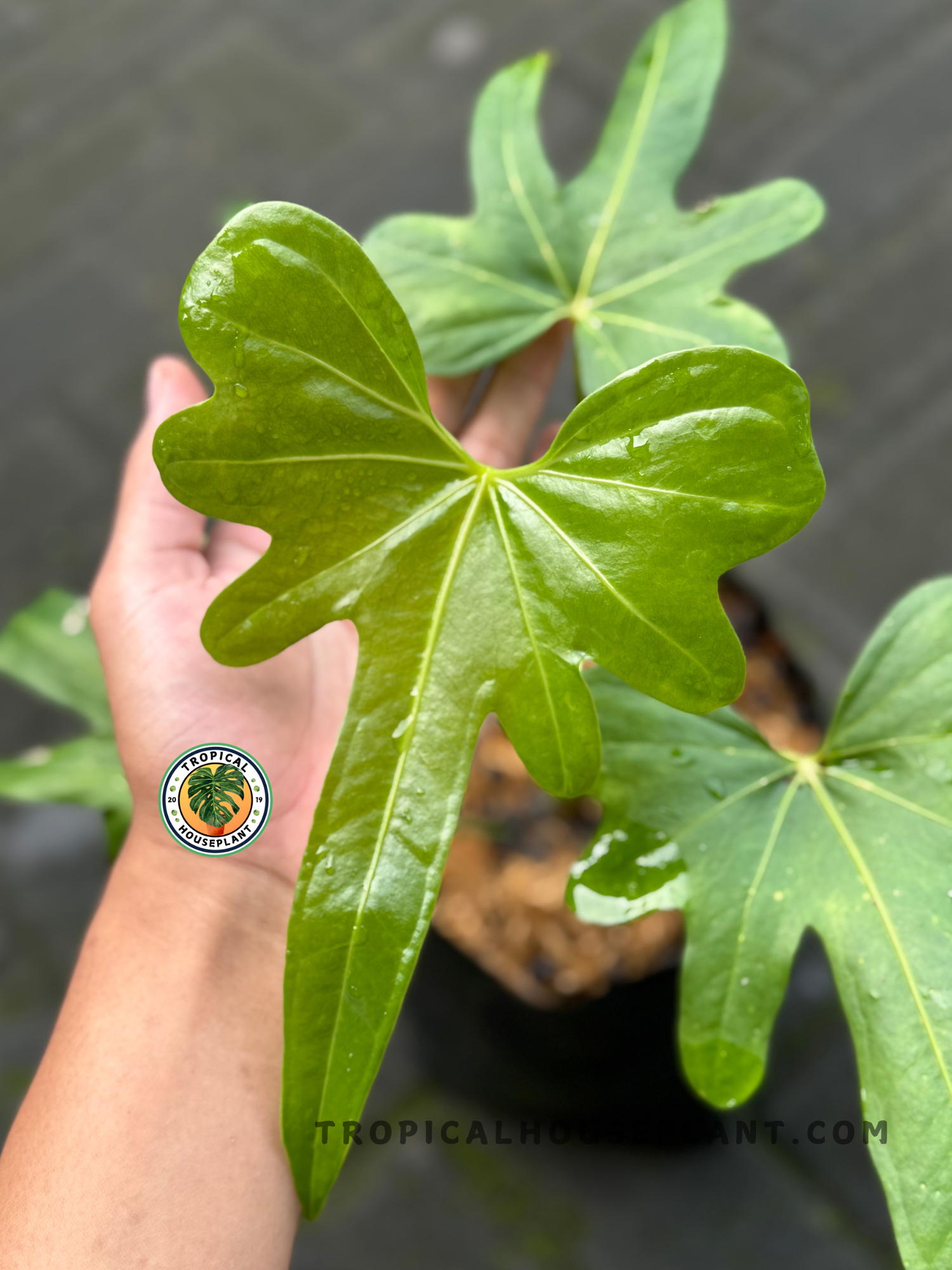 anthurium leaf shape Anthurium Macrolobium – Tropical Houseplant