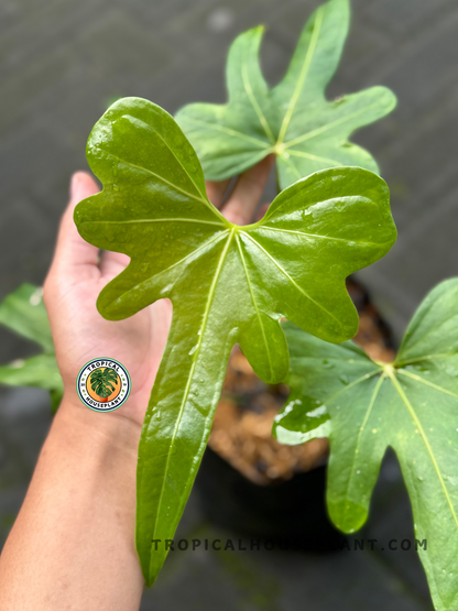 Close-up of Anthurium Macrolobium leaf held in hand, showing its lobed, sculptural shape and smooth glossy texture with morning dew.
