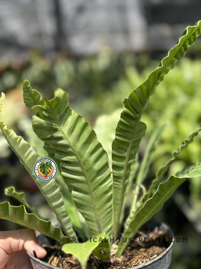 Close-up side view of Asplenium Cobra in a black pot, focusing on the upright, corrugated leaves and rosette-like base surrounded by wood bark media.