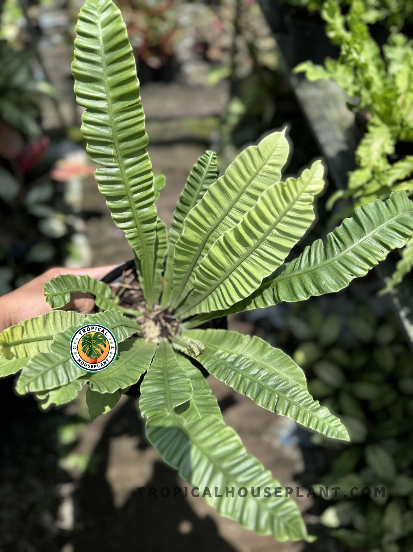 Asplenium Musifolium Cobra held outdoors, showcasing long, ribbed, banana-shaped fronds in a radial form with wavy edges and lush green color.
