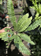 Asplenium Musifolium Cobra held outdoors, showcasing long, ribbed, banana-shaped fronds in a radial form with wavy edges and lush green color.