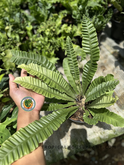 Top view of Asplenium Cobra fern spreading out in a circular, symmetrical pattern, highlighting its ridged leaf structure and sunlit tropical texture.
