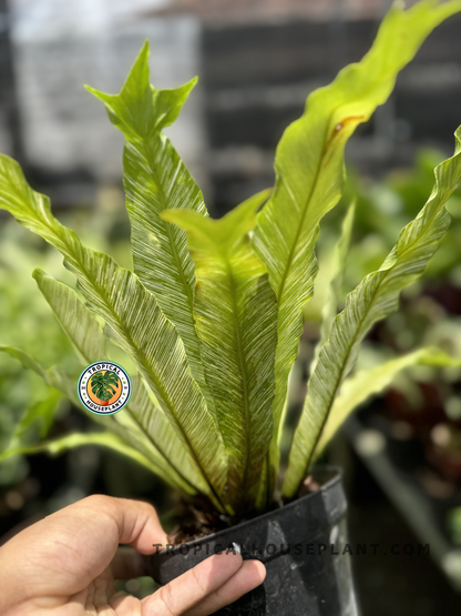 bird's nest fern for sale near me Asplenium Nidus Birds Nest Fern Variegated