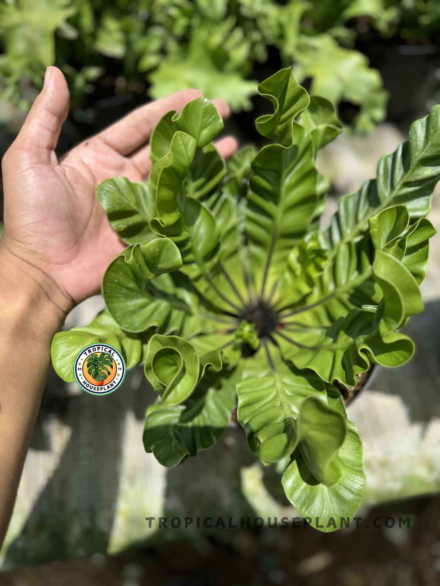 Hand holding Asplenium Nidus Lasagna to display its full shape and curly fronds, surrounded by other ferns in a sunlit nursery.