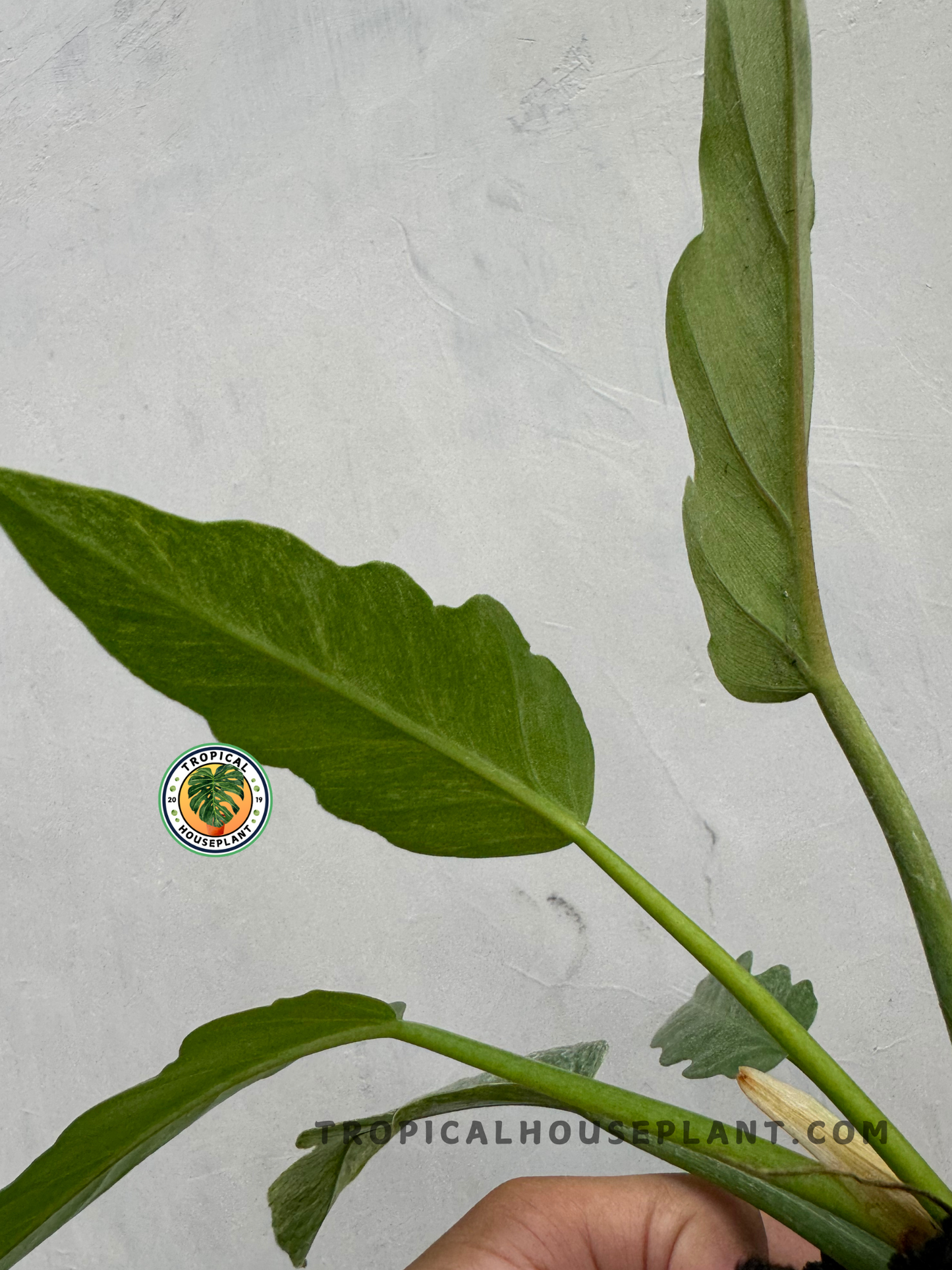 Back view of Philodendron Bipinnatifidum Mint highlighting its soft mint variegation and textured foliage.