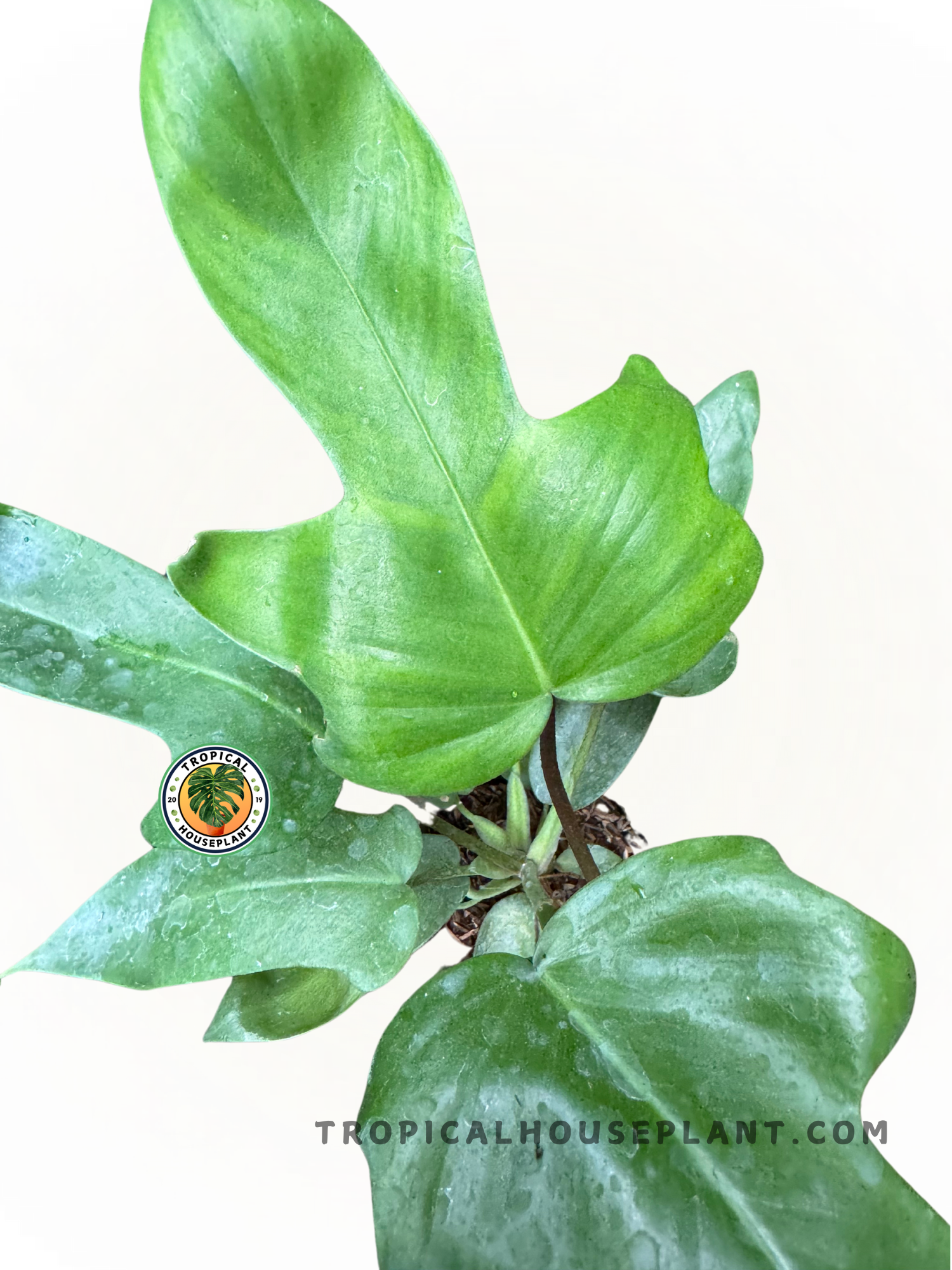 Detailed image of Philodendron Hybrid Florida Beauty x Ring of Fire Green with its elegant and glossy green leaves.