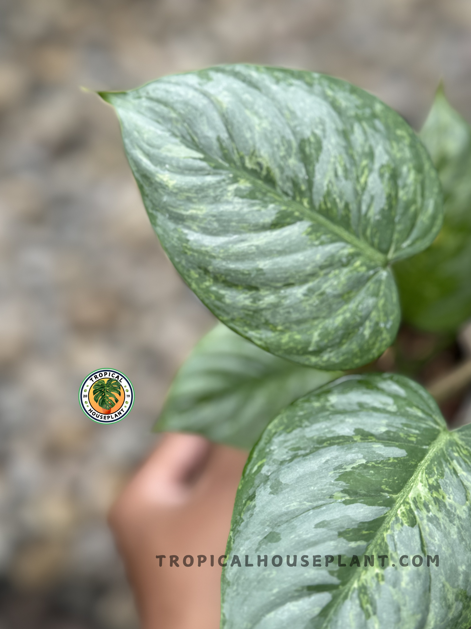 philodendron hilo Philodendron Sodiroi Variegated – Tropical Houseplant