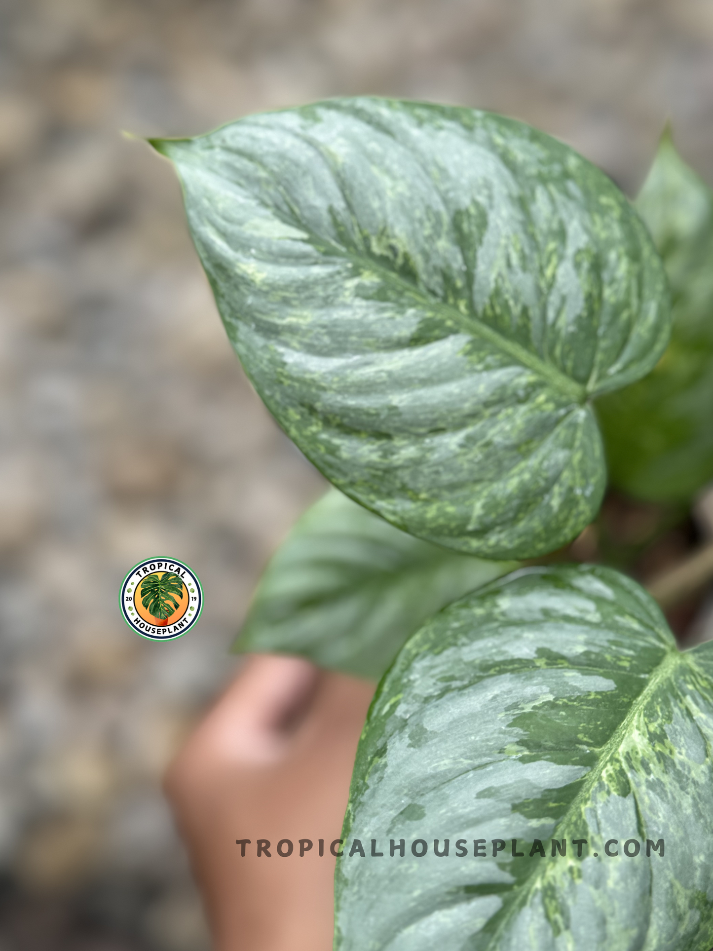 A close-up of Philodendron Sodiroi Variegated, focusing on the intricate silver variegation, visible veins, and glossy surface.