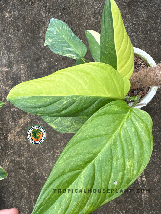 Top-down view of Monstera Obliqua Muyuna Variegated showing symmetrical leaf arrangement and intense yellow-green variegation.