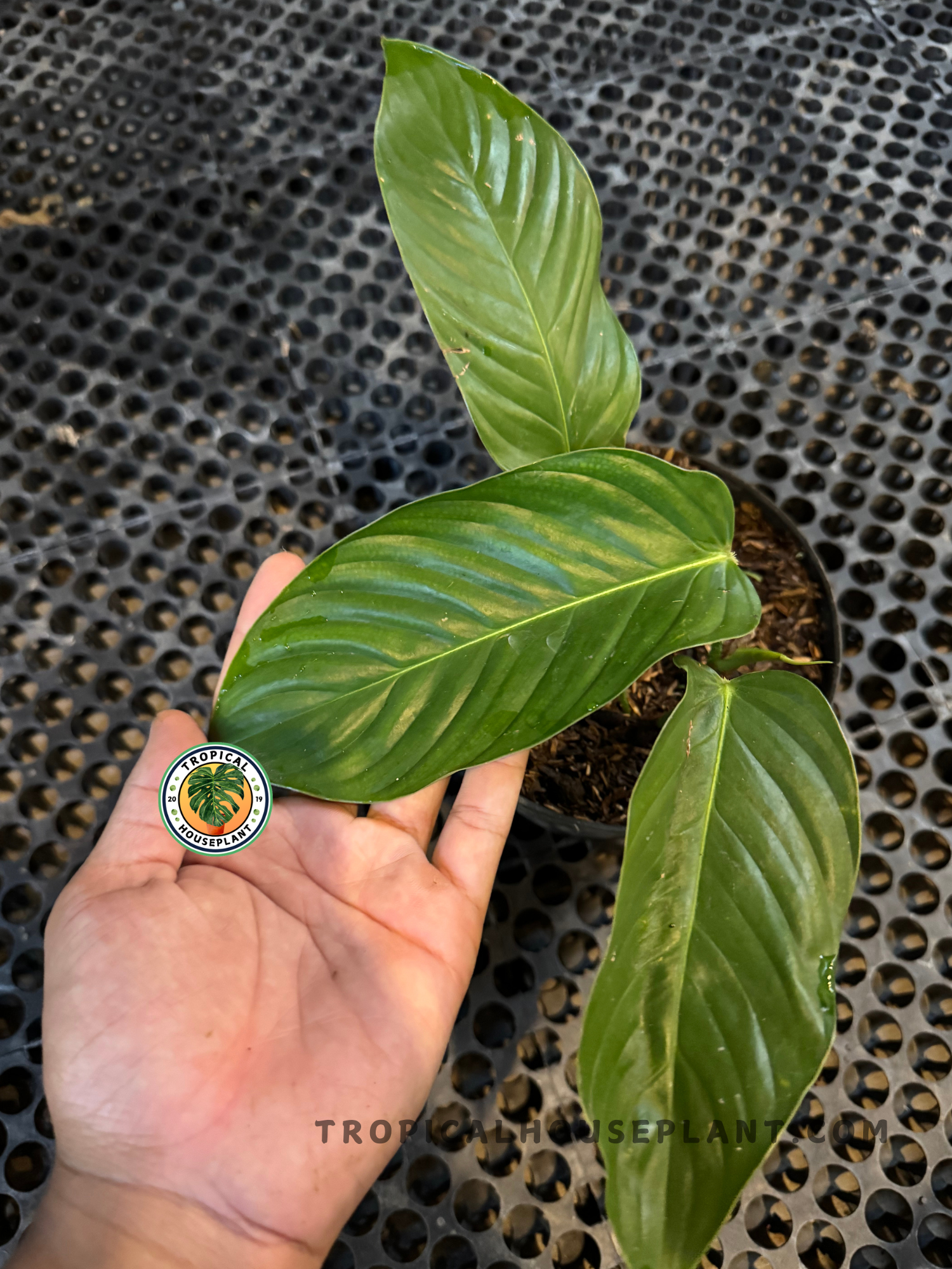 Top-down view of Philodendron Genevievianum in a pot with broad green leaves fanned out.