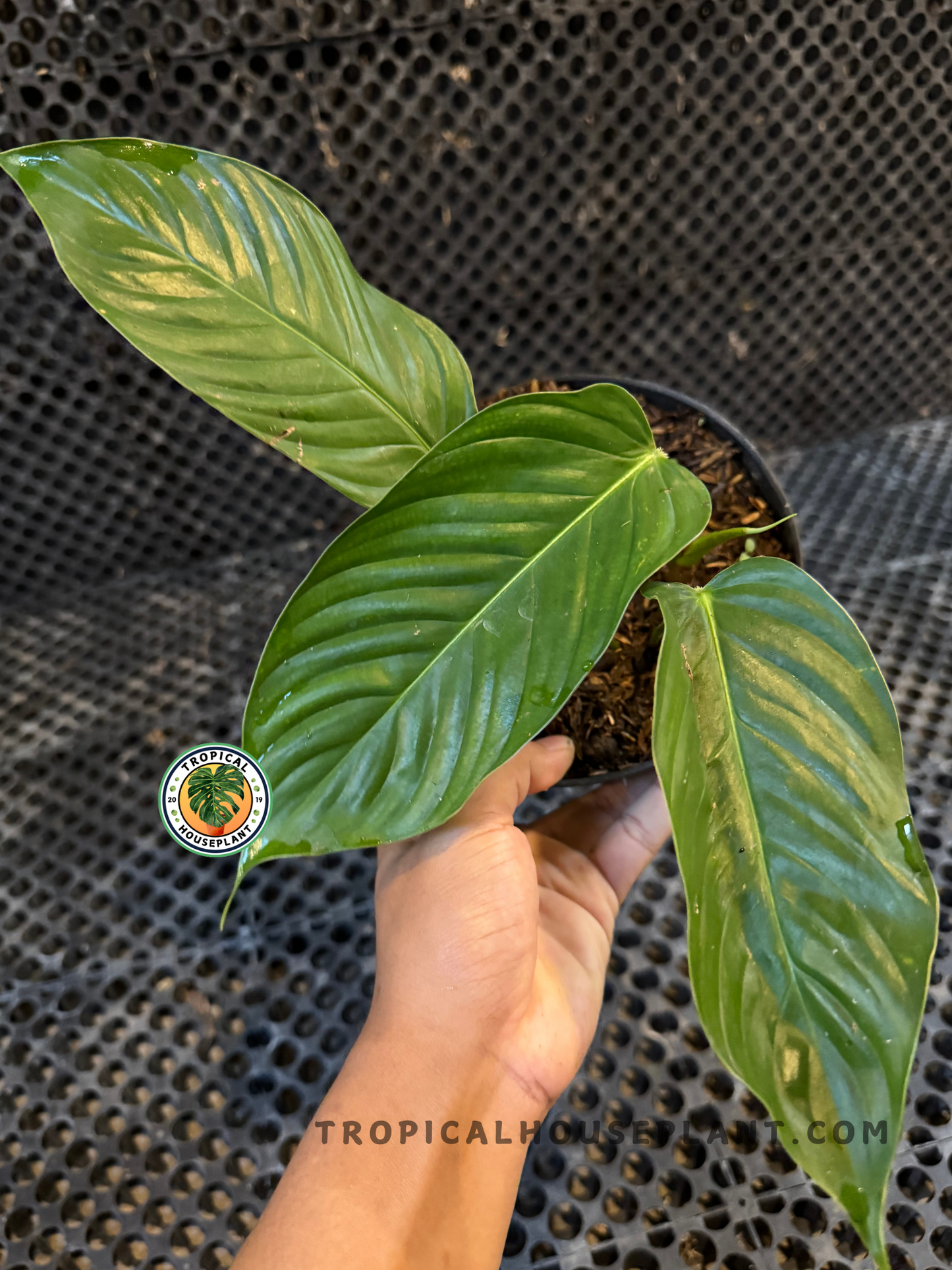 Close-up of Philodendron Genevievianum with glossy, lance-shaped leaves held in hand.