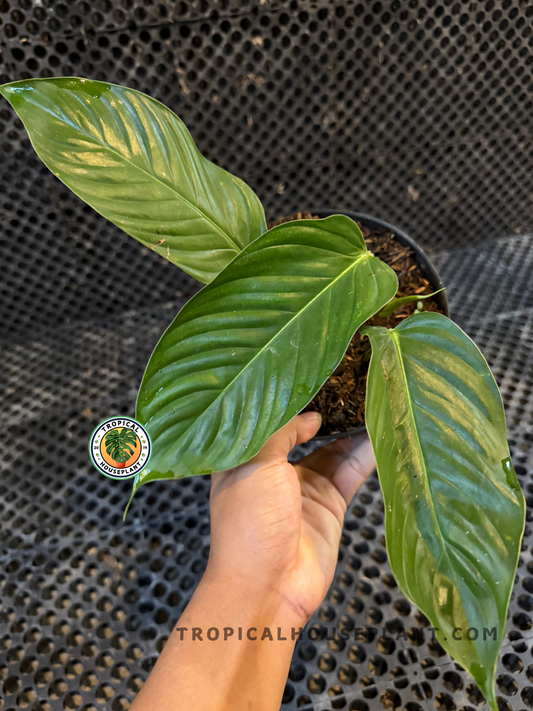 Close-up of Philodendron Genevievianum with glossy, lance-shaped leaves held in hand.