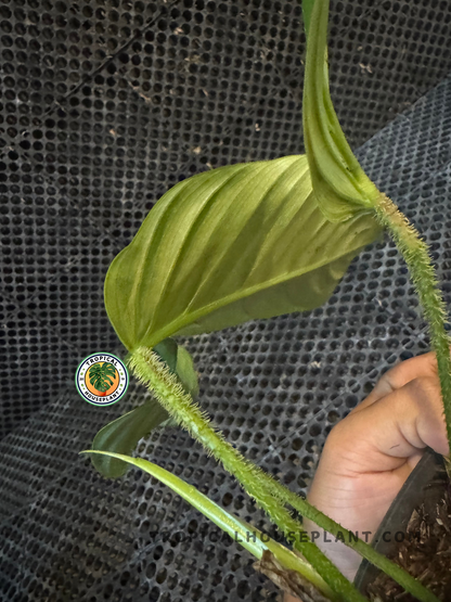 Side view of Philodendron Genevievianum showing its unique fuzzy petioles and ribbed leaf texture.