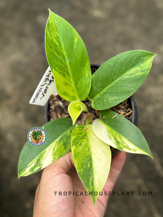 A hand holding a vibrant Philodendron Moonlight Variegated in a pot, showcasing bright yellow, cream, and green marbled leaves.