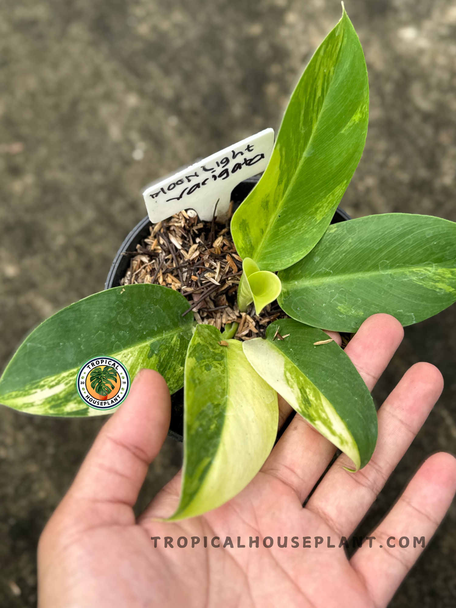 Close-up of the Philodendron Moonlight Variegated top view, highlighting the swirl of new leaf unfurling from the center.