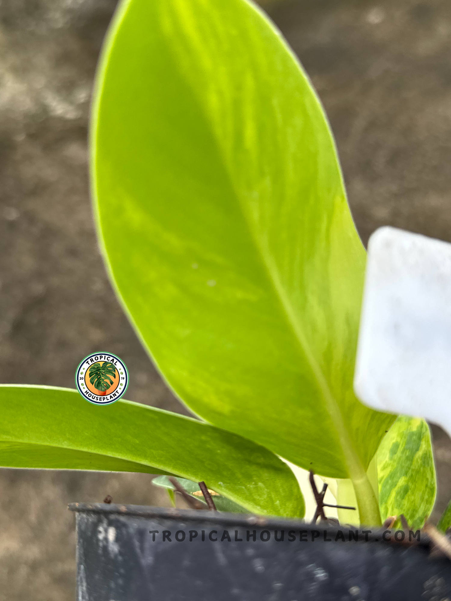 Side-angle image showing the sleek and glossy lime variegated leaves of a Philodendron Moonlight Variegated emerging from its base.