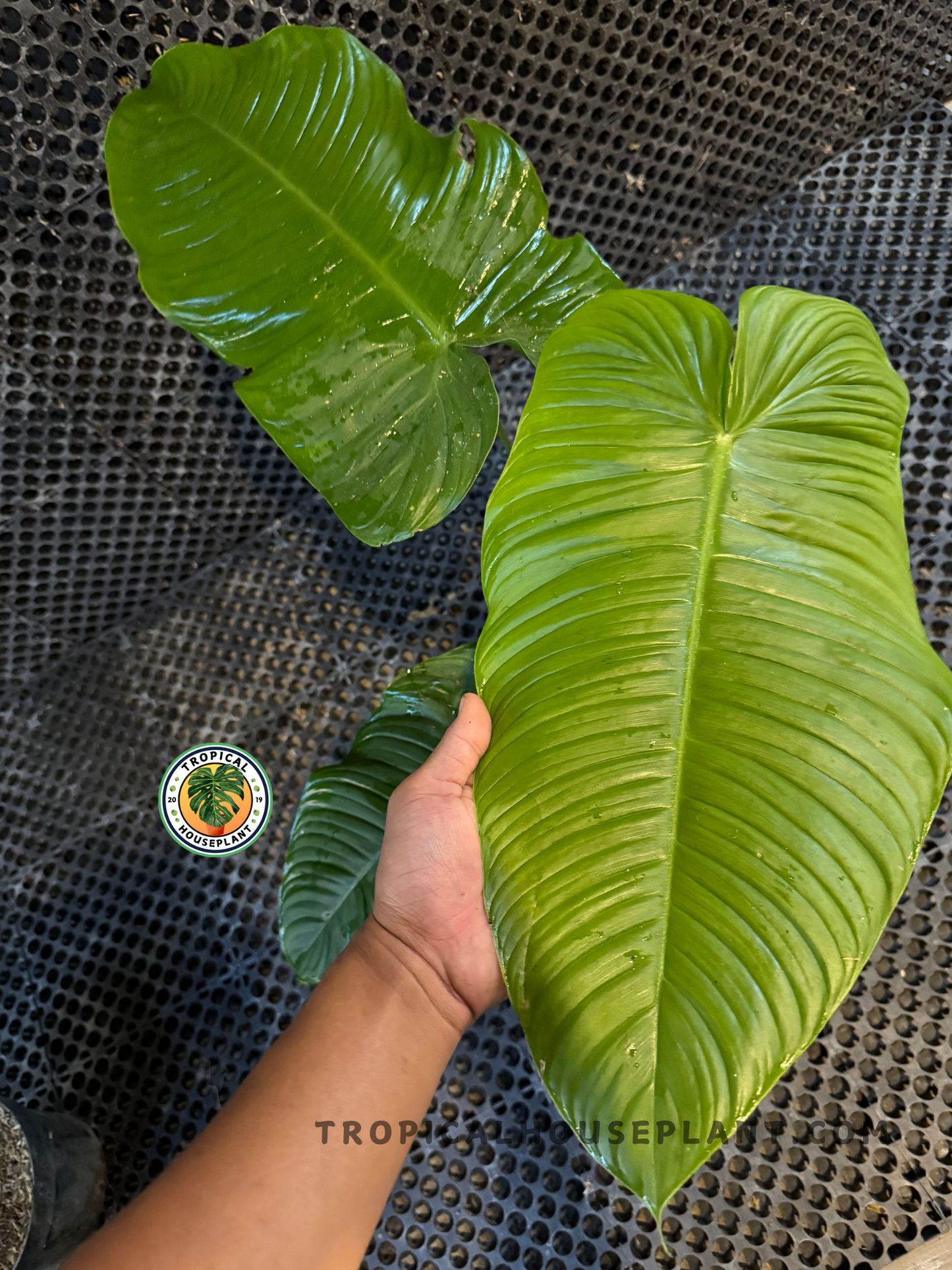 Hand holding a large Philodendron Ventricosum leaf, showing its size and shiny surface