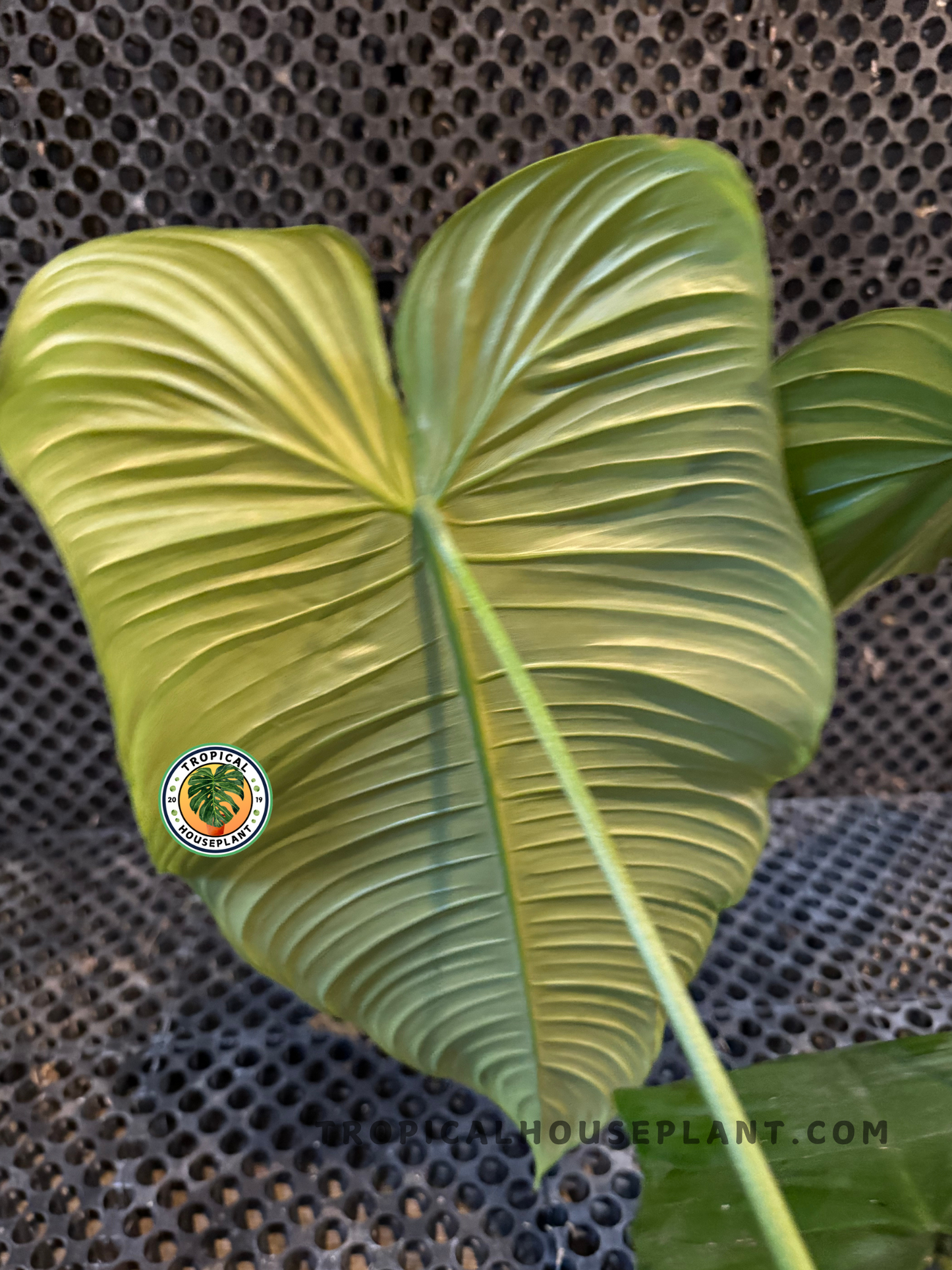 Close-up of Philodendron Ventricosum leaf highlighting its pleated ridges and glossy texture