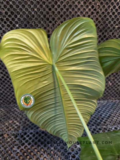 Close-up of Philodendron Ventricosum leaf highlighting its pleated ridges and glossy texture