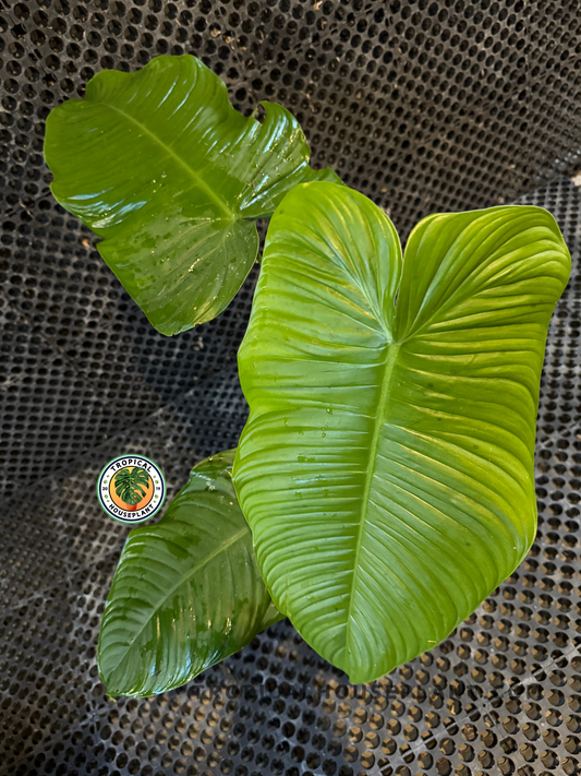 Top view of Philodendron Ventricosum plant with multiple broad, ribbed leaves
