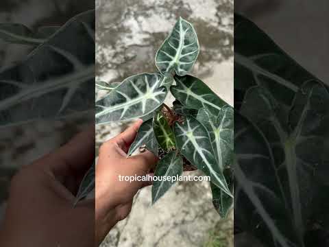 alocasia bambino